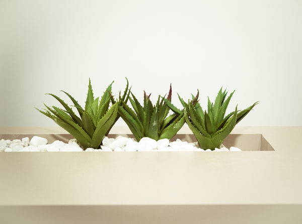 6 benefits of Aloe Vera for your face.