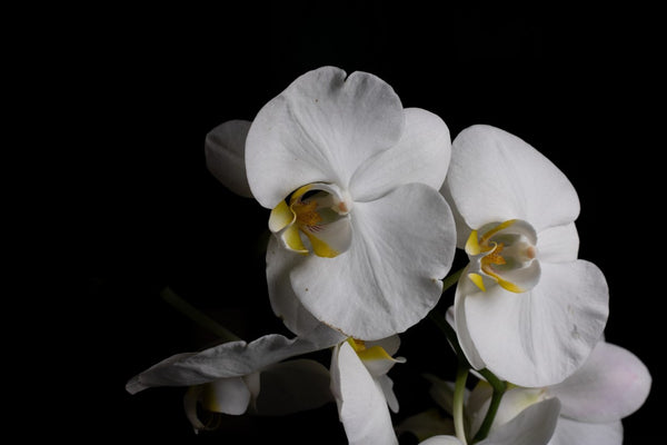 Calanthe Discolor Orchid Stem Cells